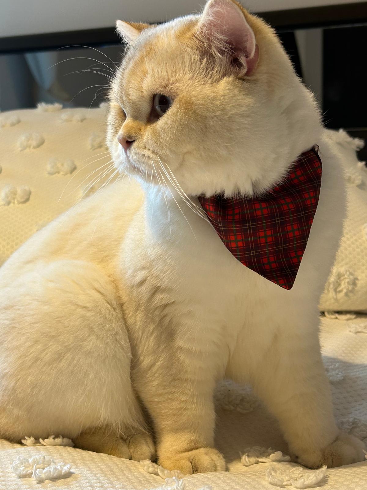 Safkan Kedi Kulübü