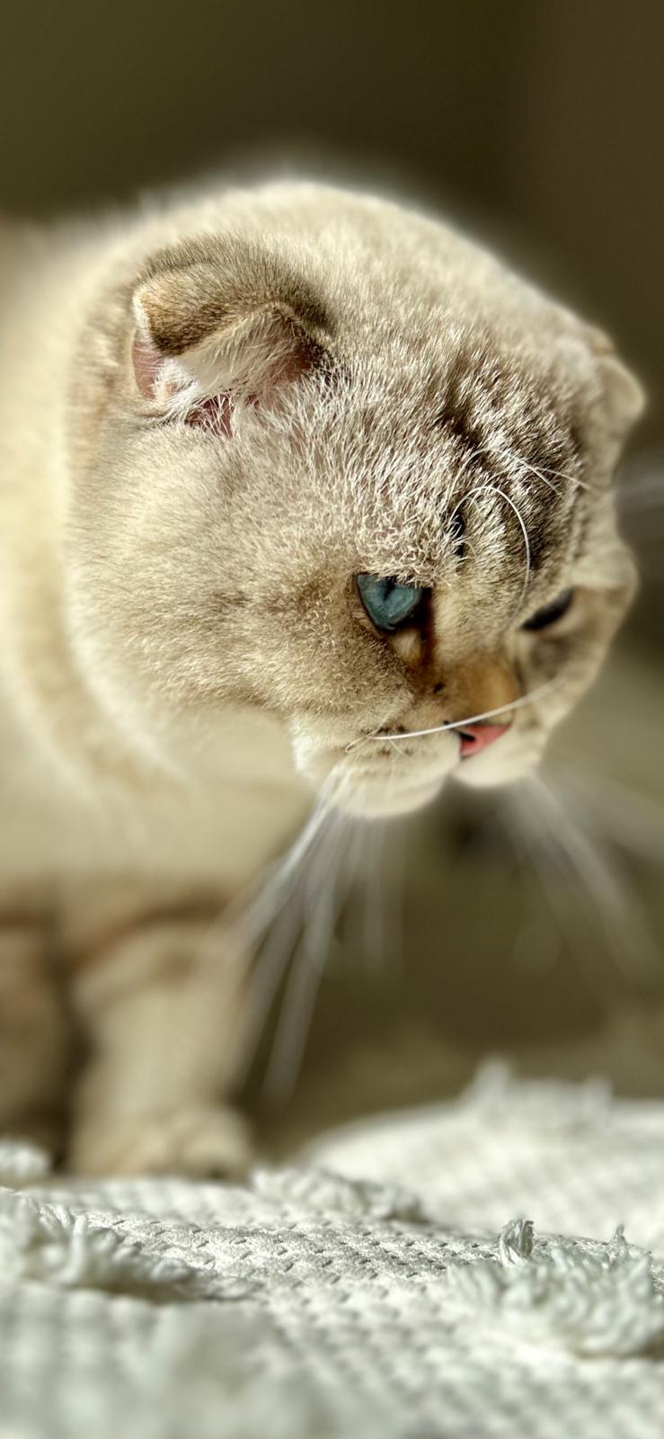 Safkan Kedi Kulübü