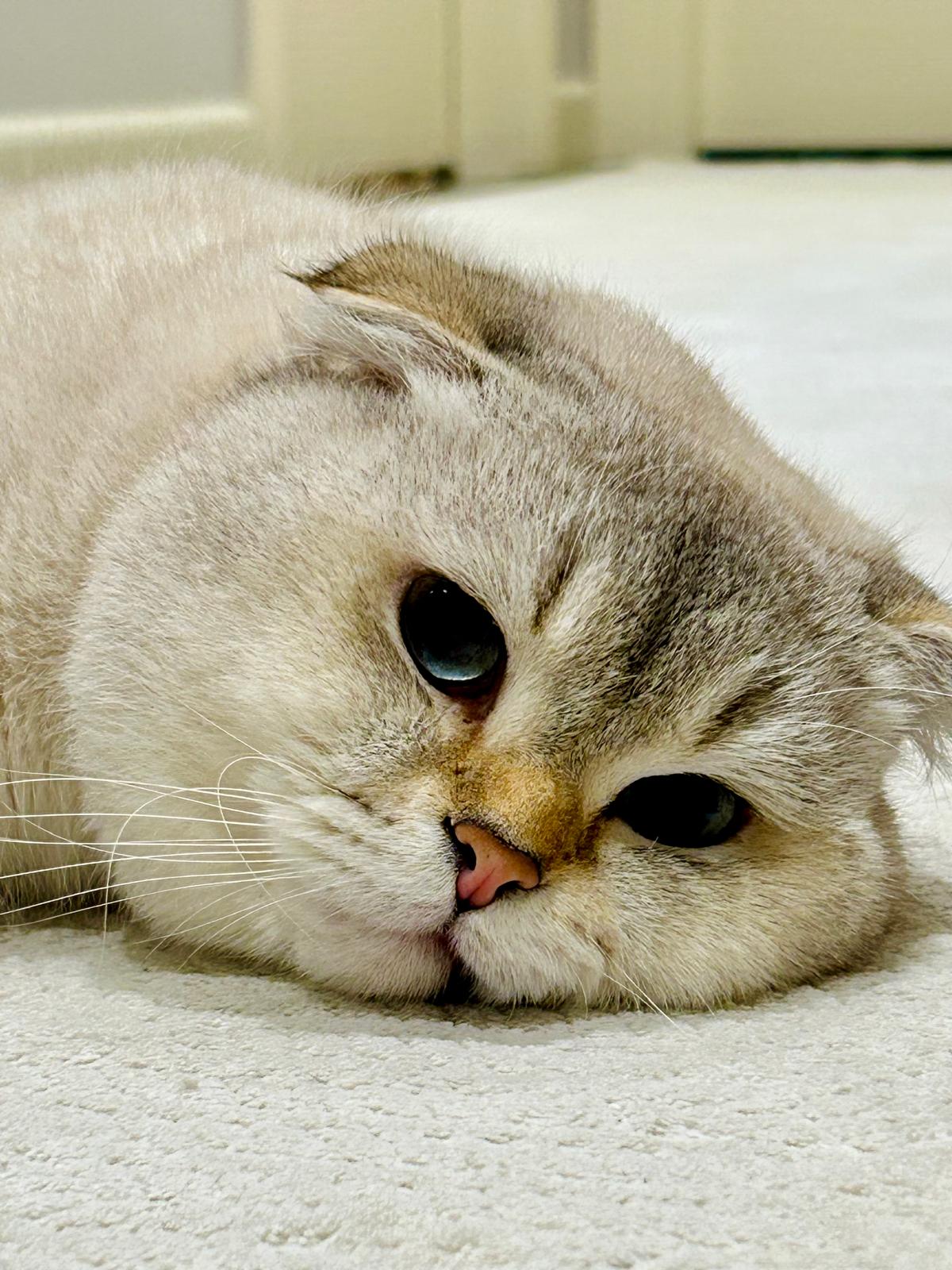 Safkan Kedi Kulübü