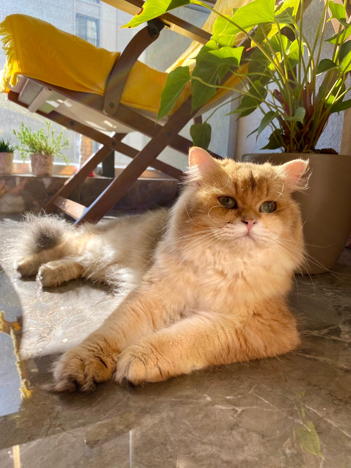 Safkan Kedi Kulübü