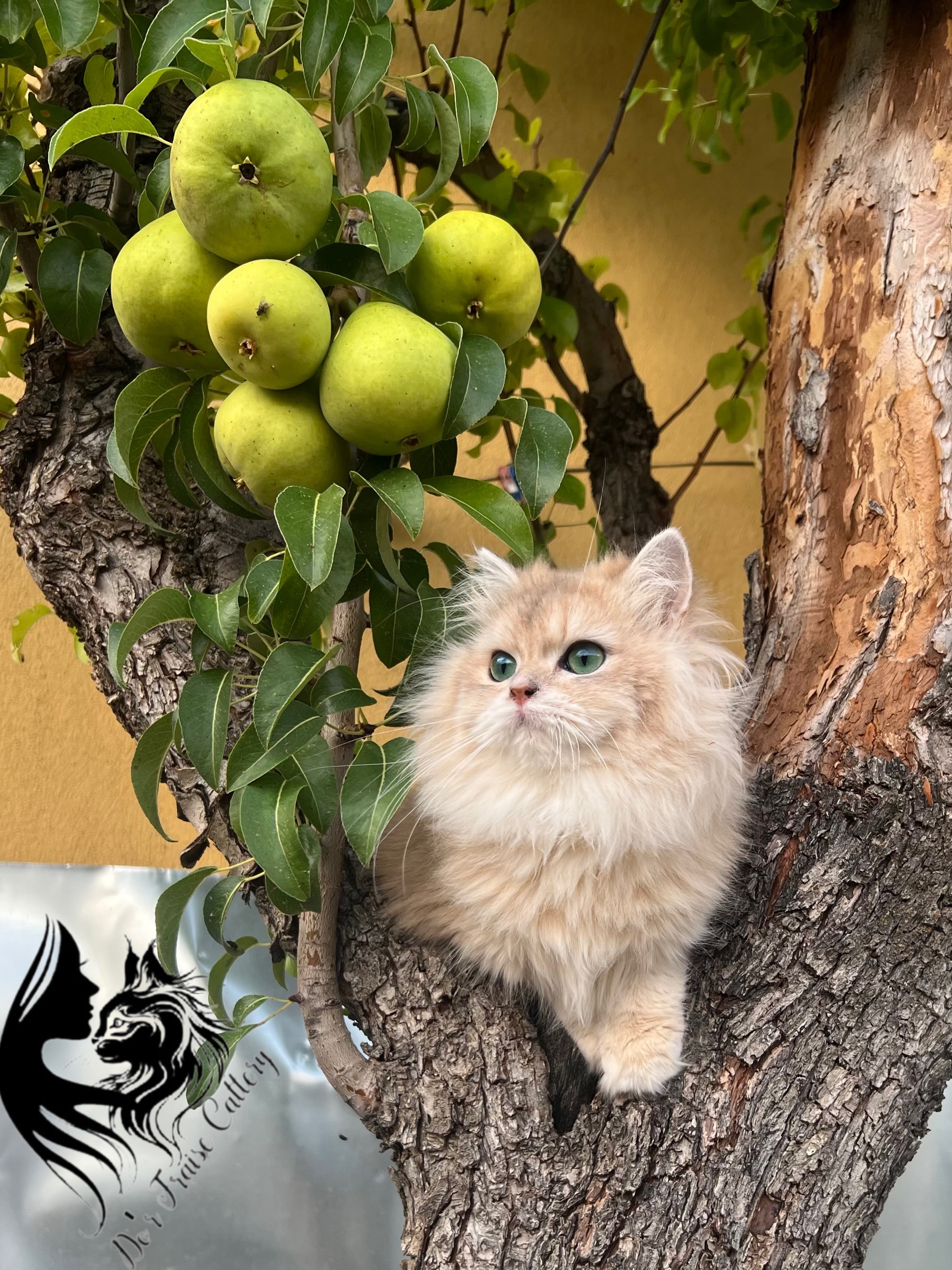 Safkan Kedi Kulübü